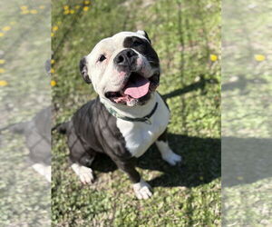 American Pit Bull Terrier Dogs for adoption in Virginia Beach, VA, USA
