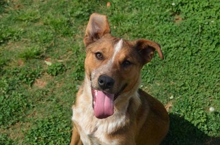 Red Heeler-Unknown Mix Dogs for adoption in Huntsville, AL, USA