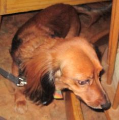 Dachshund Dogs for adoption in East Brunswick, NJ, USA