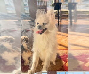 Pomeranian Dogs for adoption in San Diego , CA, USA