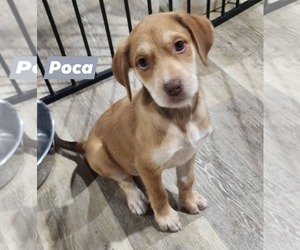 Catahoula Leopard Dog-Unknown Mix Dogs for adoption in Marine City, MI, USA