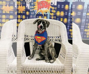 Great Pyrenees-Mastiff Mix Dogs for adoption in Rockaway, NJ, USA
