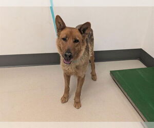 German Shepherd Dog-Unknown Mix Dogs for adoption in Corona, CA, USA