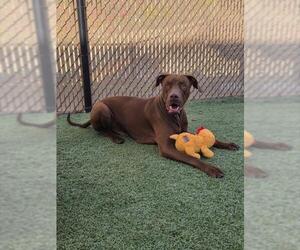 Vizsla Dogs for adoption in Norco, CA, USA