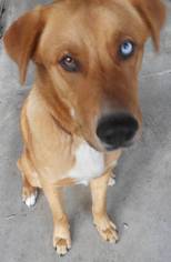 Medium Photo #1 Golden Labrador Puppy For Sale in Yucaipa, CA, USA