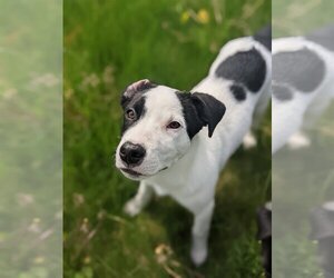 Mutt Dogs for adoption in Grafton, WI, USA