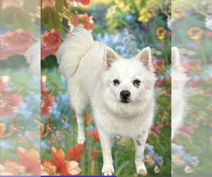 American Eskimo Dog-pomeranian spitz Mix Dogs for adoption in Pacolet, SC, USA