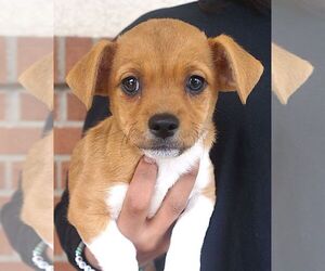 Chug Dogs for adoption in Carrollton, TX, USA