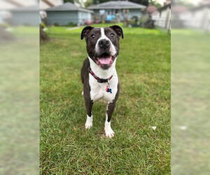 American Staffordshire Terrier-Unknown Mix Dogs for adoption in Minneapolis, MN, USA