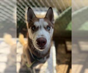 Siberian Husky Dogs for adoption in Santa Barbara, CA, USA