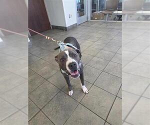 American Staffordshire Terrier-Unknown Mix Dogs for adoption in San Antonio, TX, USA