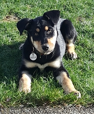 Rottweiler-Unknown Mix Dogs for adoption in Issaquah, WA, USA