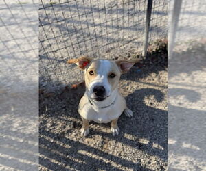 Labrador Retriever-Unknown Mix Dogs for adoption in Bolivar, MO, USA