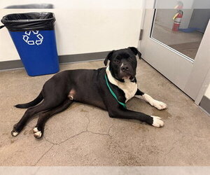 American Pit Bull Terrier Dogs for adoption in Berkeley , CA, USA