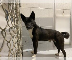 Akita-German Shepherd Dog Mix Dogs for adoption in Augusta, GA, USA