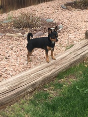 Miniature Pinscher Dogs for adoption in Chandler, AZ, USA