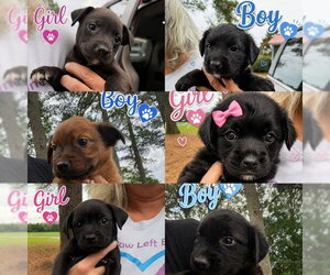 Retriever -Unknown Mix Dogs for adoption in Jackson Township, NJ, USA