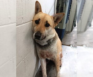 German Shepherd Dog-Unknown Mix Dogs for adoption in San Bernardino, CA, USA