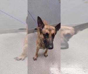 German Shepherd Dog-Unknown Mix Dogs for adoption in Las Vegas, NV, USA