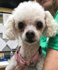 Poodle (Miniature) Dogs for adoption in Kennesaw, GA, USA