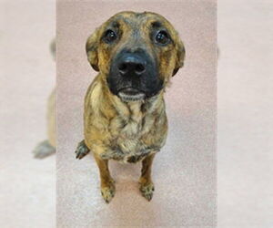 American Pit Bull Terrier-Labrador Retriever Mix Dogs for adoption in Ogden, UT, USA