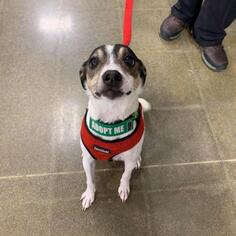 Rat Terrier Dogs for adoption in Madison, WI, USA