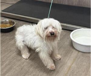 Maltese Dogs for adoption in Pasadena, CA, USA