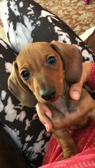Dachshund Dogs for adoption in Chantilly, VA, USA