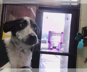 Border Collie-Unknown Mix Dogs for adoption in Tulsa, OK, USA