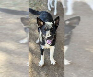 Border Collie Dogs for adoption in Riverside, CA, USA