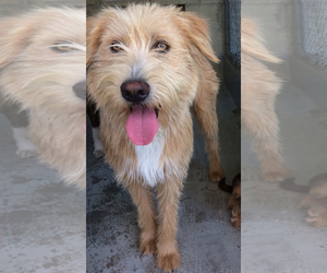 Unknown-Wheaten Terrier Mix Dogs for adoption in Newport Beach, CA, USA