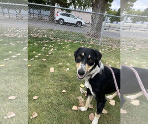 Mutt Dogs for adoption in Emmett, ID, USA