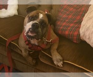Bull-Boxer Dogs for adoption in Princeton, MN, USA