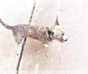 Medium Photo #1 French Bullhuahua Puppy For Sale in Houston, TX, USA