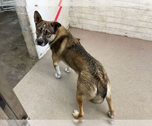 German Shepherd Dog Dogs for adoption in San Bernardino, CA, USA