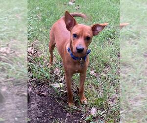 Chiweenie Dogs for adoption in Fort Worth, TX, USA