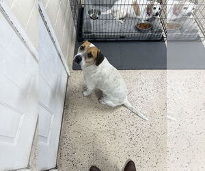 Mutt Dogs for adoption in Albemarle, NC, USA