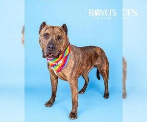 Mutt Dogs for adoption in West Valley, UT, USA