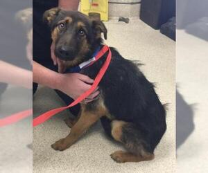 German Shepherd Dog-Unknown Mix Dogs for adoption in Riverside, CA, USA