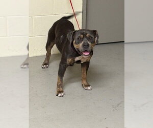 Mutt Dogs for adoption in Sanford, FL, USA