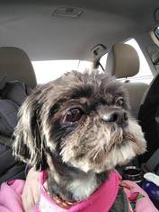 Shih Tzu Dogs for adoption in Rochester, NY, USA