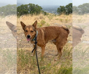 Mutt Dogs for adoption in Salt Lake City, UT, USA