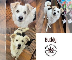 Border-Aussie Dogs for adoption in Princeton, British Columbia, Canada