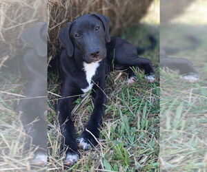 Mutt Dogs for adoption in Springdale, PA, USA