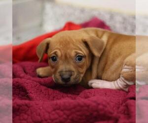 American Staffordshire Terrier-Unknown Mix Dogs for adoption in San Antonio, TX, USA