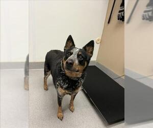 Mutt Dogs for adoption in Rancho Cucamonga, CA, USA