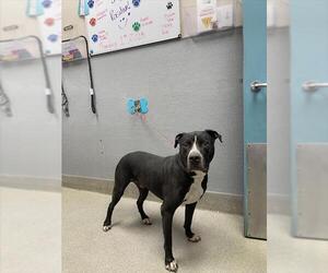 American Pit Bull Terrier-Unknown Mix Dogs for adoption in Las Vegas, NV, USA