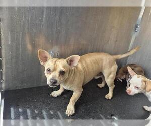Chihuahua Dogs for adoption in San Antonio, TX, USA