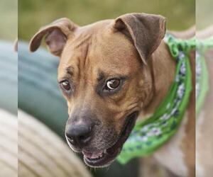 Boxer-Unknown Mix Dogs for adoption in Rosenberg, TX, USA