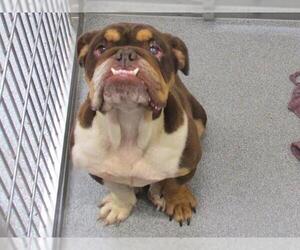 Bulldog Dogs for adoption in Orange, CA, USA